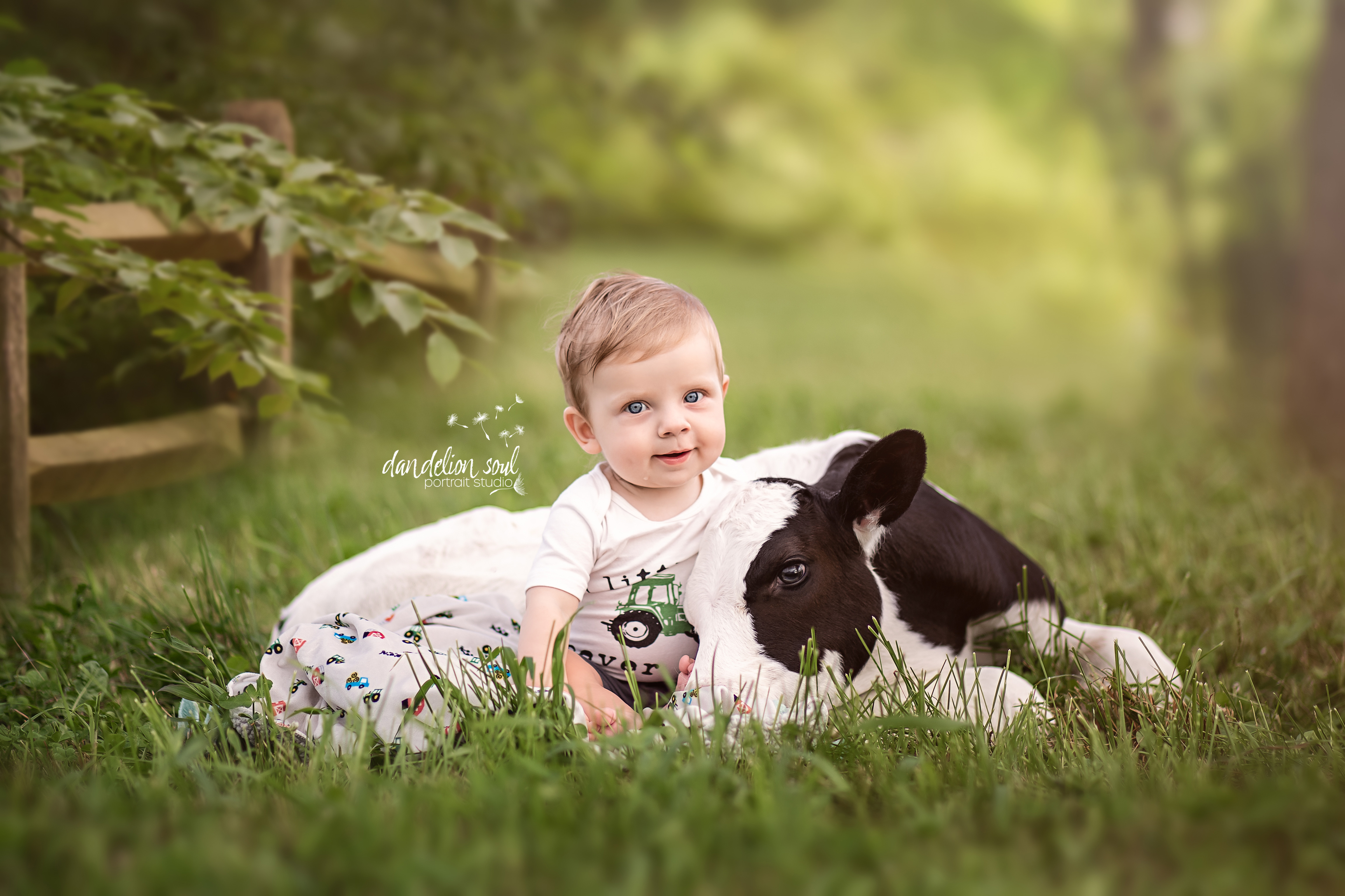 Adorable baby and newborn calf photographed by Dandelion Soul Studio, near Wausau, Wisconsin.